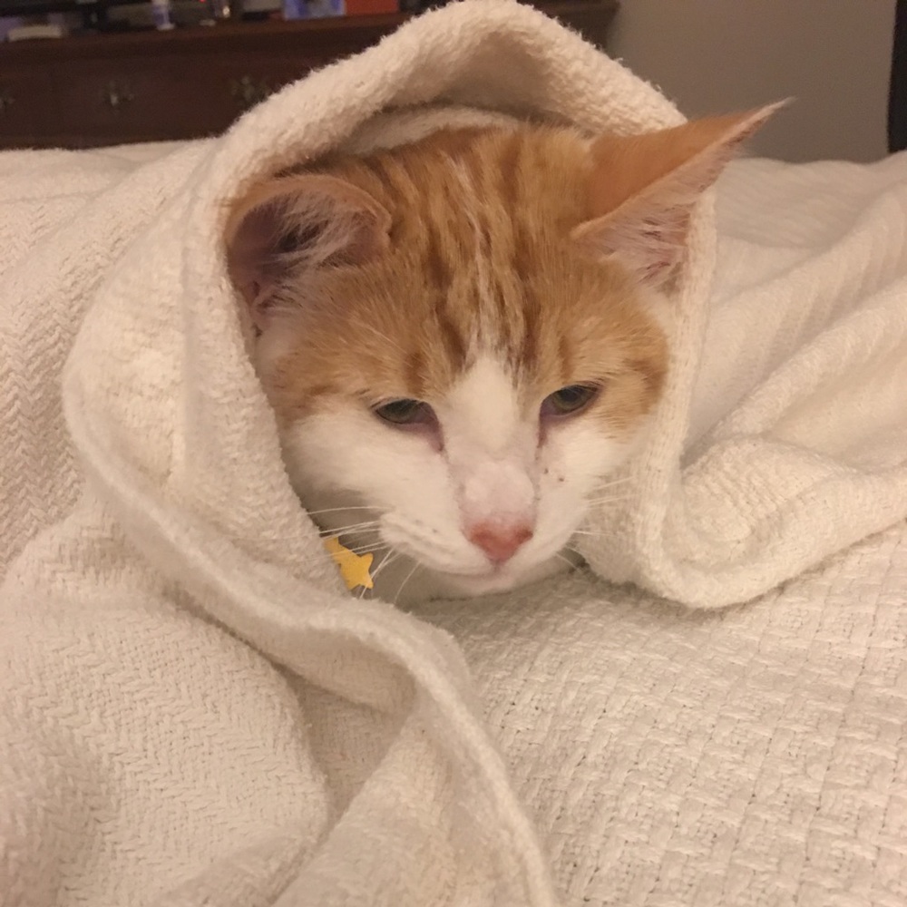 Meet your Posher, Sarah